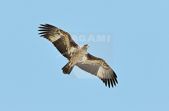 Pallas's Fish-eagle (Haliaeetus leucoryphus) juvenile in flight over Mongolian lake stock-image by Agami/Dick Forsman,