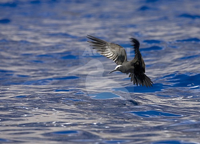 Black Noddy vliegend; Witkapnoddy flying stock-image by Agami/Marc Guyt,