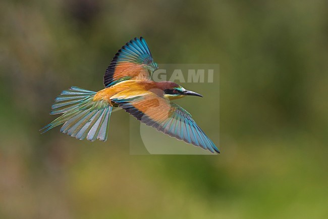 Bijeneter in vlucht, European Bee-eater in flight stock-image by Agami/Daniele Occhiato,