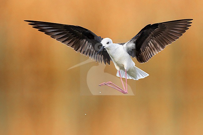 Black-winged Stilt (Himantopus himantopus) in Italy. stock-image by Agami/Daniele Occhiato,