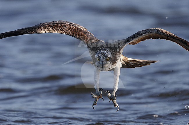 Osprey, Pandion haliaetus, adult fishing at Lake Mälaren, Sweden. Diving for a fish with talons stretched out. stock-image by Agami/Helge Sorensen,