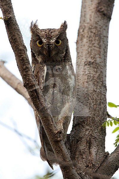 Oriental Scops Owl (Otus sunia stictonotus) sitting in tree along East China coast during spring migration. stock-image by Agami/Roy de Haas,