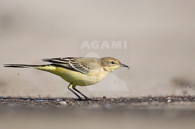 First-winter Grey-headed Wagtail (Motacilla thunbergi) - or possibly an intergrade thunbergi x flava - standing at the edge of rainwater pool. Probably a male due to the extensive yellow on underparts. stock-image by Agami/Arto Juvonen,