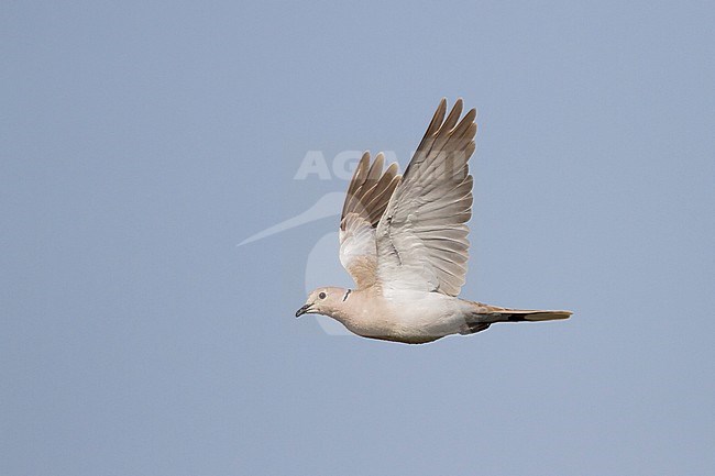 Eurasian Collared Dove - Türkentaube - Streptopelia decaocto, in flight stock-image by Agami/Ralph Martin,