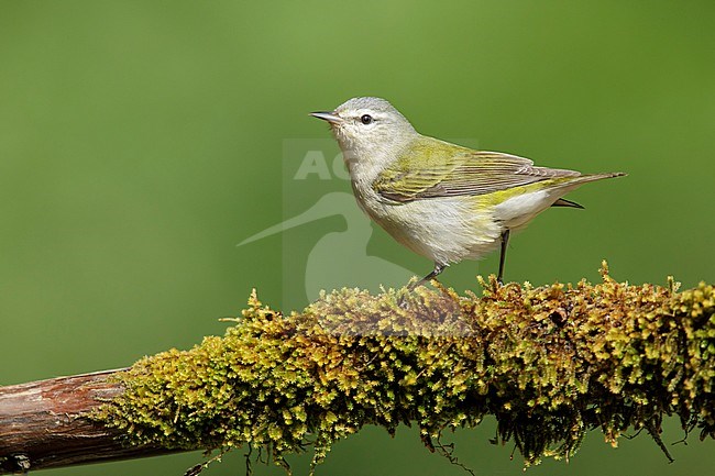 Adult male Tennessee Warbler (Leiothlypis peregrina) perched on a twig in Galveston County, Texas, USA. stock-image by Agami/Brian E Small,