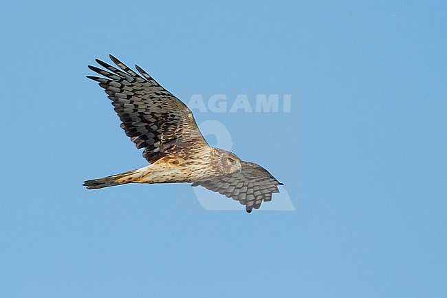 Adult female Northern Harrier (Circus hudsonius) in flight, showing under wing.
Riverside Co., CA
November 2016 stock-image by Agami/Brian E Small,