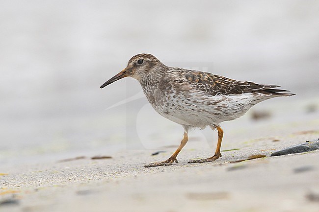 Purple Sandpiper (Calidris maritima), adult standing feeding on the shore stock-image by Agami/Saverio Gatto,