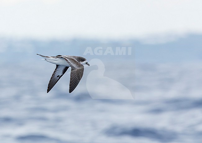 Bermuda Petrel, Pterodroma cahow, off the coast near the colony on Nonsuch island, Bermuda. Bird in flight. stock-image by Agami/Marc Guyt,