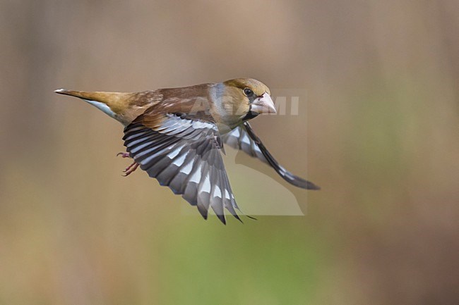 Vliegende Appelvink; Hawfinch in flight stock-image by Agami/Daniele Occhiato,