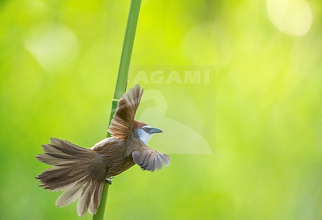 Chestnut-capped Babbler (Timalia pileata) perched in river habitat in southeast China. Taking off from a reed stem. stock-image by Agami/Marc Guyt,