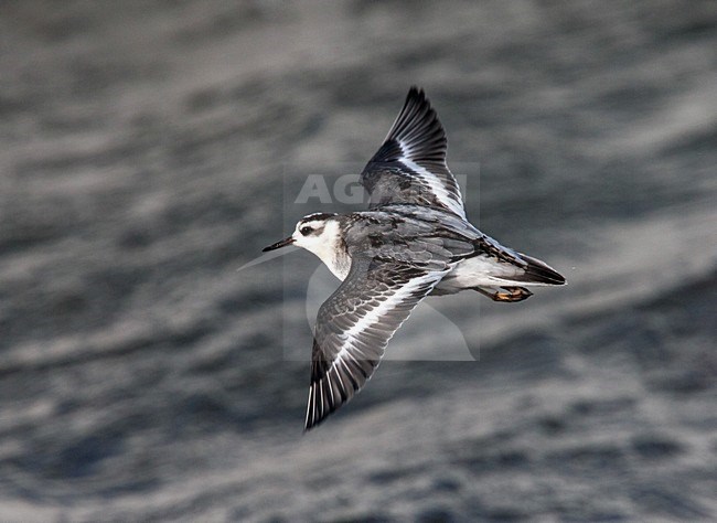 Rosse Franjepoot; Grey Phalarope; Phalaropus fulicarius stock-image by Agami/Hugh Harrop,