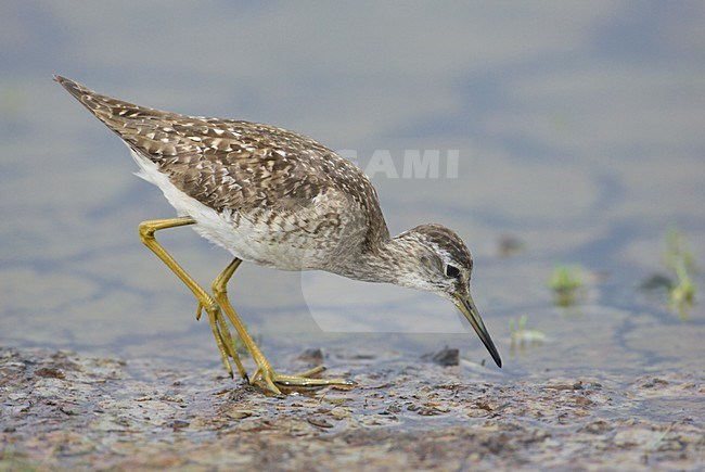 Volwassen Bosruiter; Adult Wood Sandpiper stock-image by Agami/Markus Varesvuo,