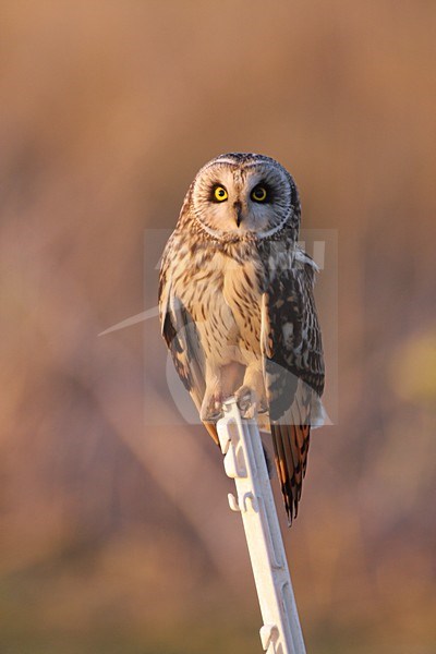 Velduil op een paa;; Short-eared Owl perched on a pole stock-image by Agami/Karel Mauer,