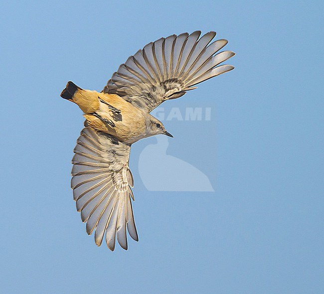 Persian Wheatear, Oenanthe chrysopygia, in Oman. Also known as red-tailed wheatear, rusty-tailed wheatear or Afghan wheatear stock-image by Agami/Sylvain Reyt,