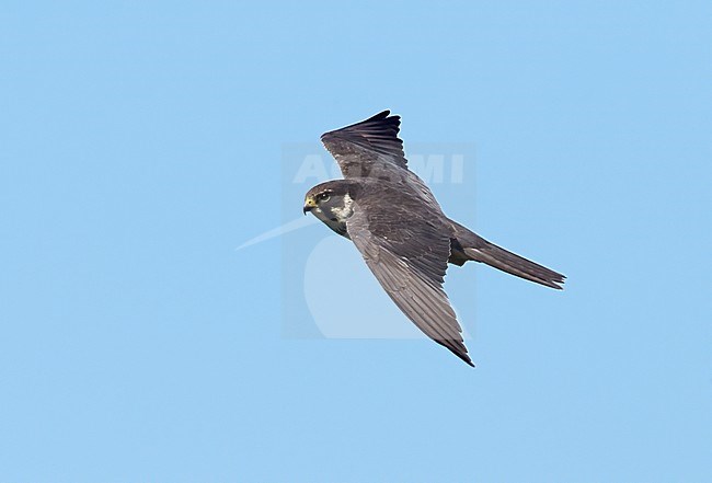 Boomvalk, Eurasian Hobby, Falco subbuteo stock-image by Agami/Tomi Muukkonen,