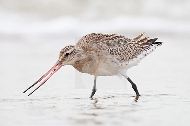 Eerste winter Rosse Grutto foeragerend op het strand; First winter Bar-tailed Godwit foraging on the beach stock-image by Agami/Arnold Meijer,