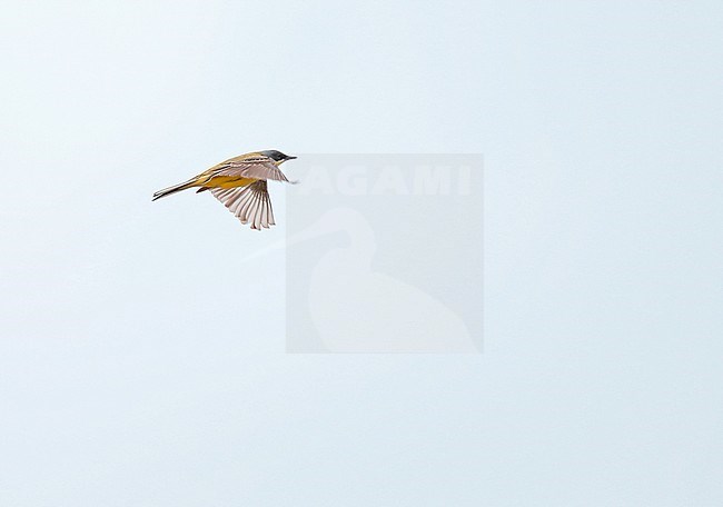 Grey-headed Wagtail (Motacilla thunbergi) in flight during spring migration in the Netherlands. stock-image by Agami/Ran Schols,