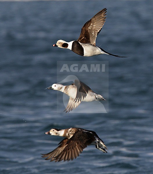 IJseend, Long-tailed Duck, Clangula hyemalis stock-image by Agami/Hugh Harrop,