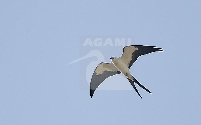 Swallow-tailed Kite (Elanoides forficatus), adult in flight at Everglades NP, Florida, USA stock-image by Agami/Helge Sorensen,