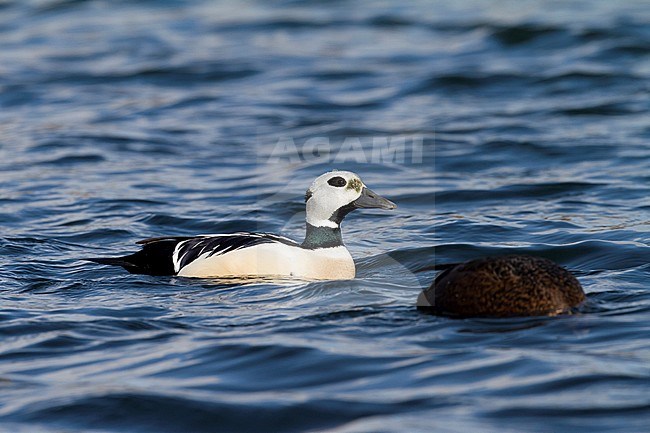 Stellers Eider paar zwemmend; Steller's Eider couple swimming stock-image by Agami/Chris van Rijswijk,