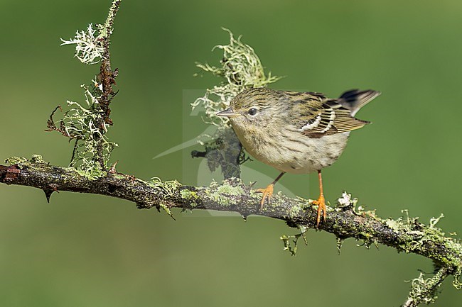 Adult female
Galveston Co., TX
April 2022 stock-image by Agami/Brian E Small,