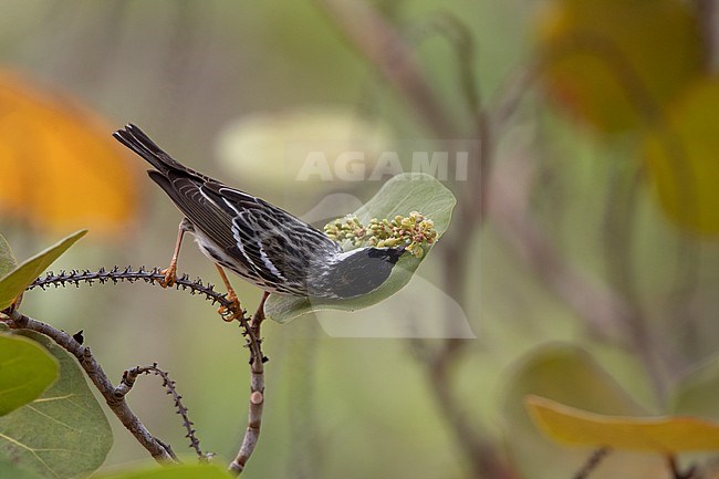 Male Blackpoll Warbler (Setophaga striata) catching insects in Dry Tortugas, USA stock-image by Agami/Helge Sorensen,