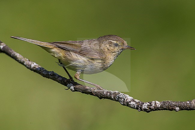 Tjiftjaf; Chiffchaff stock-image by Agami/Daniele Occhiato,