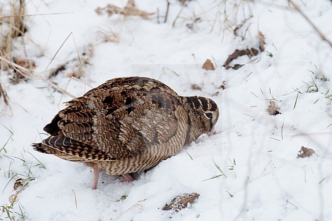 Houtsnip foeragerend in de sneeuw; Eurasian Woodcock foraging in snow stock-image by Agami/Arnold Meijer,