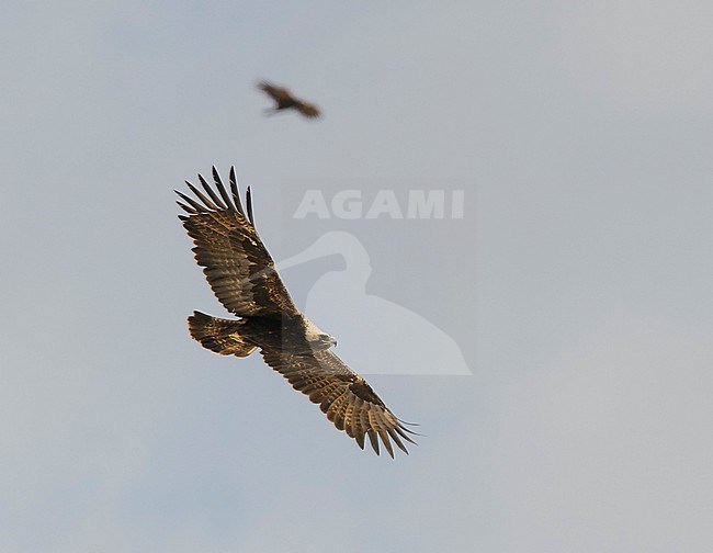 Adult Eastern Imperial Eagle (Aquila heliaca) in flight, view below. Oman stock-image by Agami/Markku Rantala,