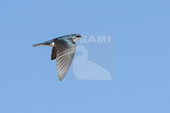 Adult male
Imperial Co., CA
April 2022 stock-image by Agami/Brian E Small,