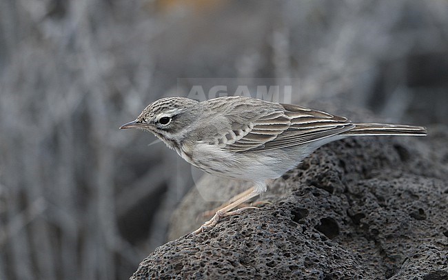 Berthelot's Pipit (Anthus berthelotii berthelotii) perched on a rock at la Rasca, Tenerife, Canary Islands stock-image by Agami/Helge Sorensen,