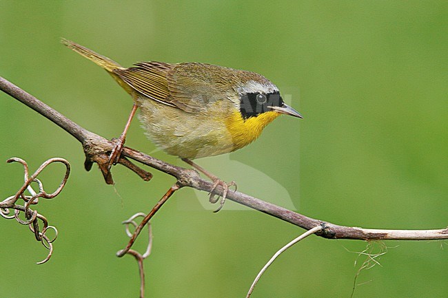 Adult male
Galveston Co., TX
April 2006 stock-image by Agami/Brian E Small,