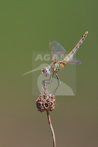 Sympetrum fonscolombii - Red-veined darter - Fruehe Heidelibelle, France (Provence), imago stock-image by Agami/Ralph Martin,