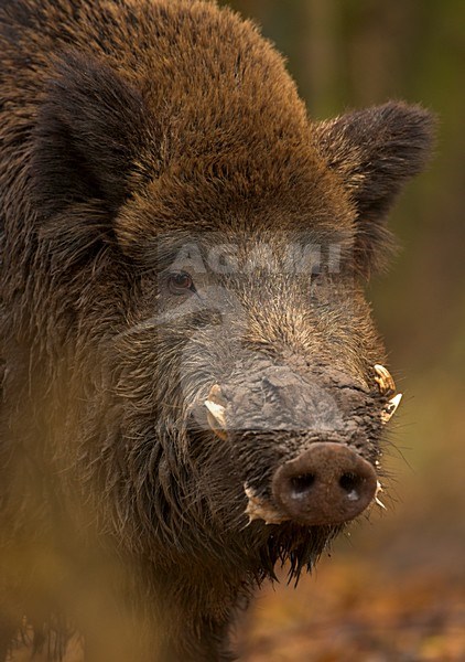 Mannetje Wild zwijn, Wild boar male stock-image by Agami/Danny Green,