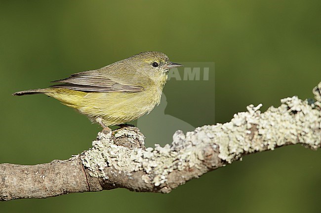 Adult 
Riverside Co., CA
April 2017 stock-image by Agami/Brian E Small,