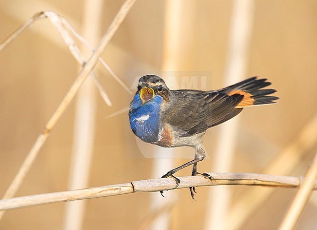 Bluethroat - Blaukehlchen - Cyanecula svecica ssp. cyanecula, Germany, adult male stock-image by Agami/Ralph Martin,