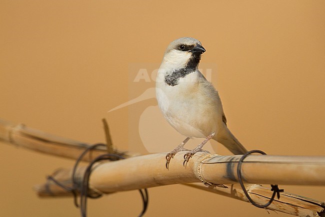 Desert Sparrow - WÃ¼stensperling - Passer simplex ssp. saharae, adult male, Morocco stock-image by Agami/Ralph Martin,