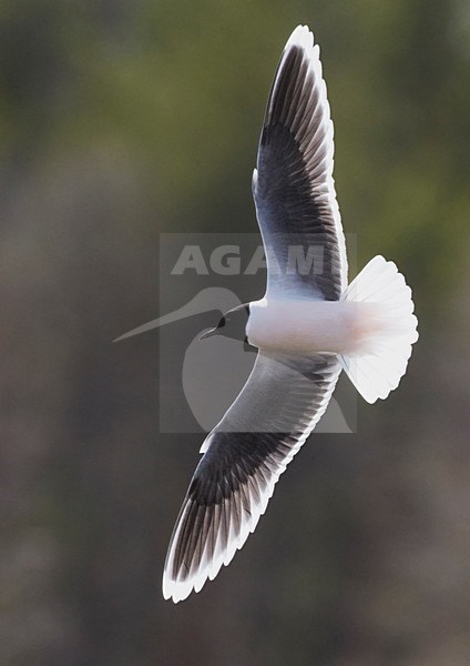 Volwassen Dwergmeeuw in de vlucht; Adult Little Gull in flight stock-image by Agami/Markus Varesvuo,