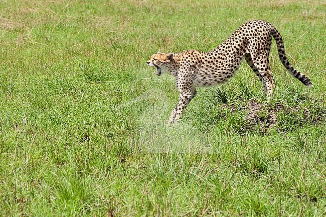 Cheetah (Acinonyx jubatus) yawning stock-image by Agami/Caroline Piek,