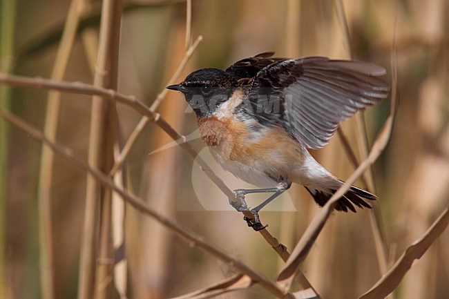 Kaspische Roodborsttapuit, Caspian Stonechat stock-image by Agami/Daniele Occhiato,