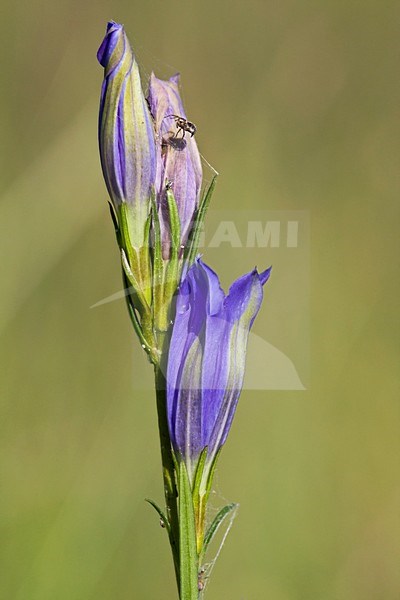 Klokjesgentiaan bloeiend, Marsh Gentian flowering stock-image by Agami/Wil Leurs,