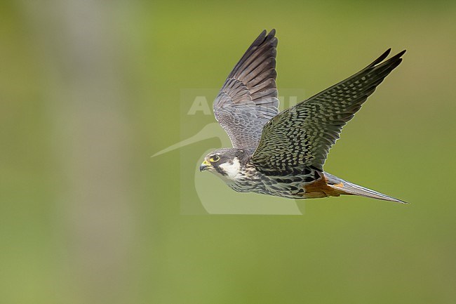 Eurasian Hobby (Falco subbuteo) flying in front of green background in Switzerland. stock-image by Agami/Marcel Burkhardt,