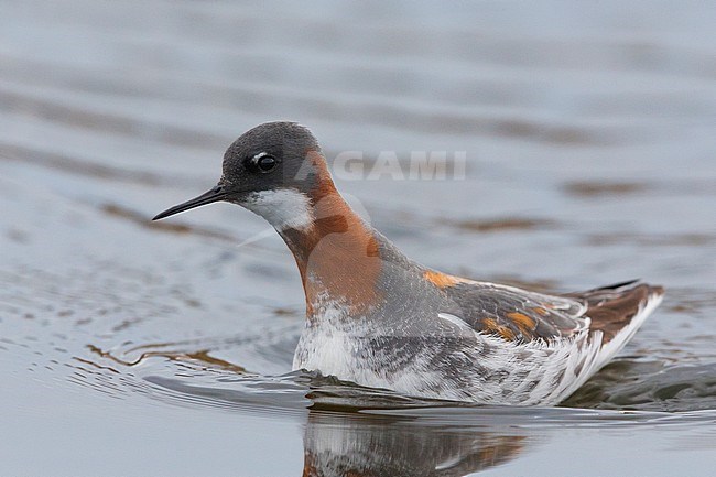 Red-necked Phalarope (Phalaropus lobatus), adult swimming in a pond, Båtsfjord, Finnmark, Norway stock-image by Agami/Saverio Gatto,