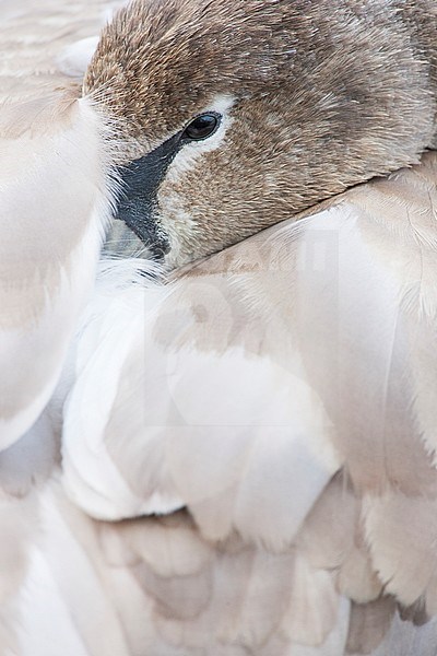 Knobbelzwaan rustend; Mute Swan resting stock-image by Agami/Menno van Duijn,