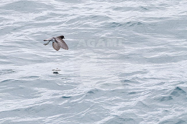 Grey-backed Storm Petrel (Garrodia nereis) in flight over the pacific ocean of subantarctic New Zealand. stock-image by Agami/Marc Guyt,