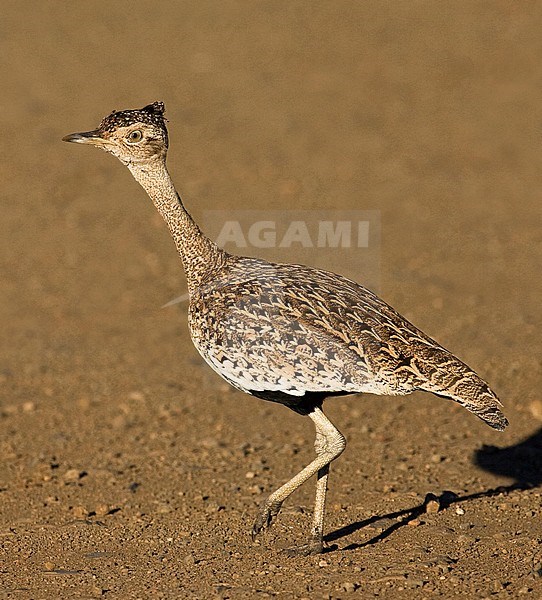 Red-crested Korhaan (Lophotis ruficrista) crossing brown colored quiet dirt road in northern part of Kruger National Park in South Africa. stock-image by Agami/Marc Guyt,