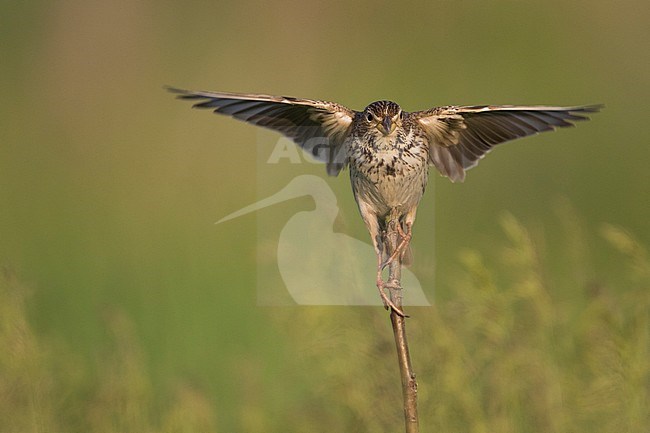 Corn Bunting - Grauammer - Miliaria calandra ssp. calandra, Hungary, adult stock-image by Agami/Ralph Martin,