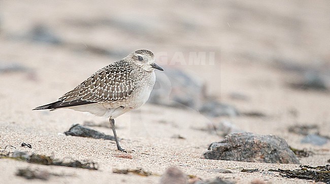 First-winter American Golden Plover (Pluvialis dominica) standing on one leg on the beach. stock-image by Agami/Ian Davies,