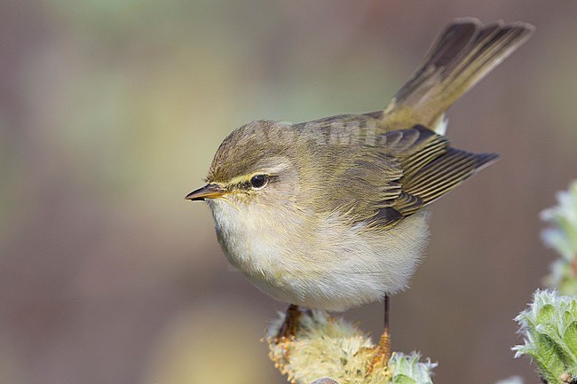 Willow Warbler (Philloscopus trochilus acredula), adult perched on a branch stock-image by Agami/Saverio Gatto,
