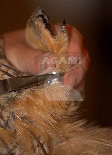 Ransuil in de hand, Long-eared Owl in the hand stock-image by Agami/Jari Peltomäki,